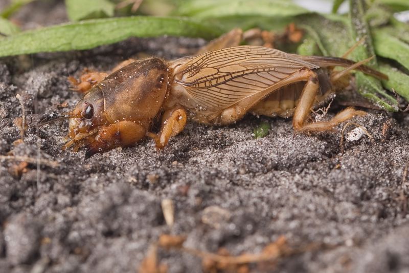 Mole Pest Control