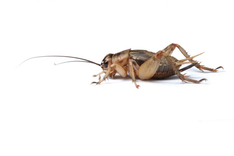 Cricket Control Service in New Braunfels, TX