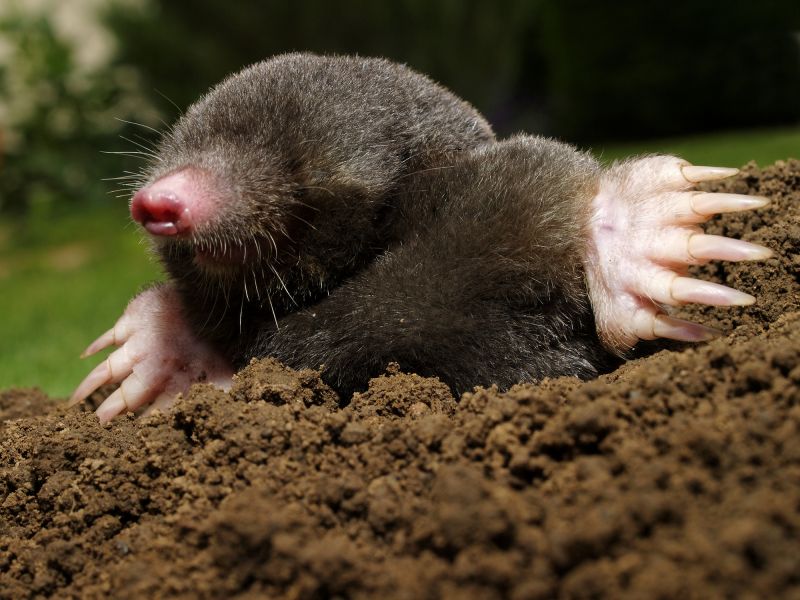 Mole Pest Control