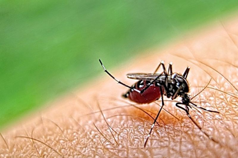 Mosquitoes Pest Control in Mckinney, TX