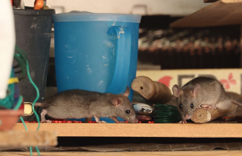 Preventing Rodent Infestations In Homes