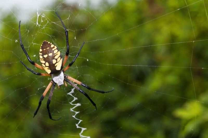 Spider Fumigation Service in Long Island, NY