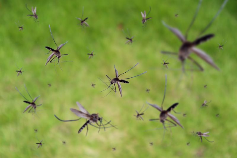Fly Pest Control in Denton, TX
